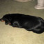 liquorish dog